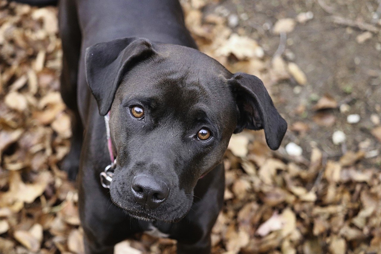 Seasonal Allergies in Pets - What You Need to Know